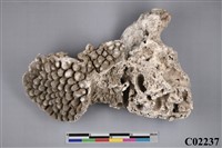 藏品(珊瑚化石)的圖片